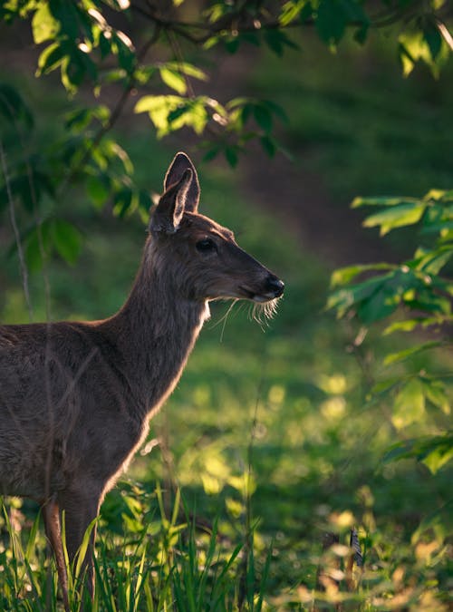 Deer Standing in Sunlit Forest