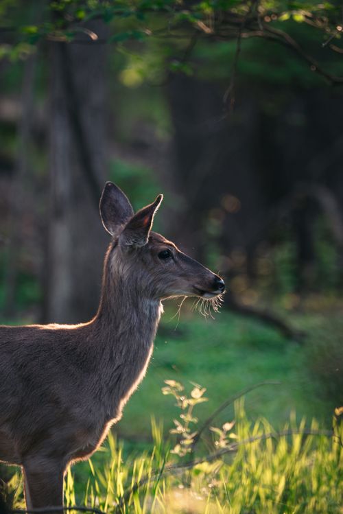 Free A white-tailed deer in a calm, sunlit forest, highlighting its natural beauty and surroundings. Stock Photo
