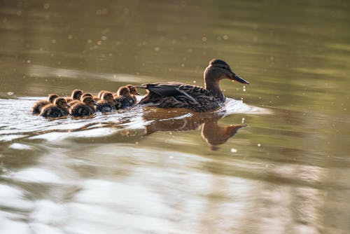 Close-up of a Duck with Ducklings in the Water 