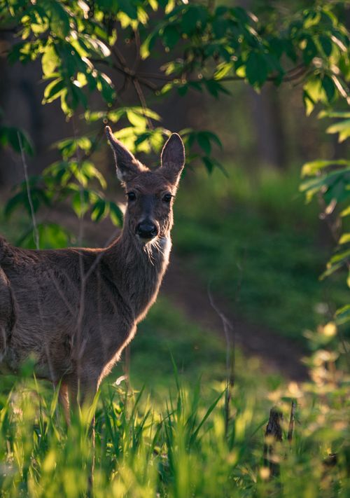Free A roe deer stands alert in a sunlit forest clearing during summer. Stock Photo