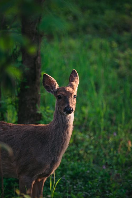Free A serene deer stands in lush greenery, embodying the calm essence of nature. Stock Photo