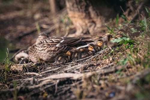 Imagine de stoc gratuită din animale, birdwatching, bobocei