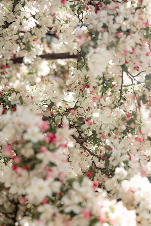 Fotobanka s bezplatnými fotkami na tému flóra, jabloňový kvet, jar