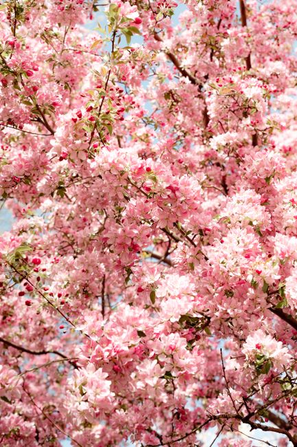 Beautiful cherry blossoms in full bloom during spring in Reno, NV.