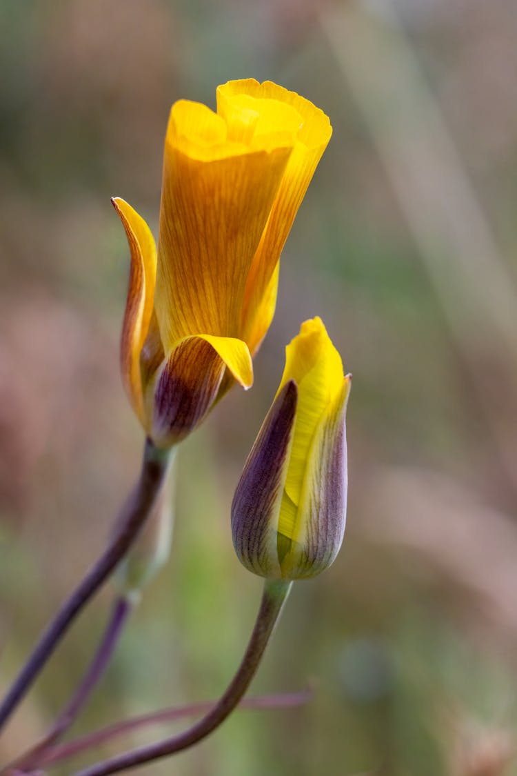 Yellow Mariposa Lily Flowers Blossoming