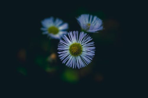 Imagine de stoc gratuită din adorabil, centrale, floare