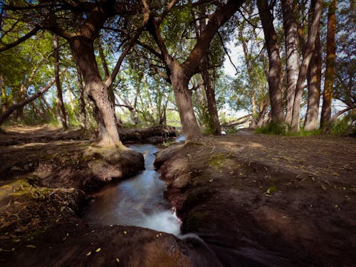 Foto profissional grátis de água corrente, árvores, cenário