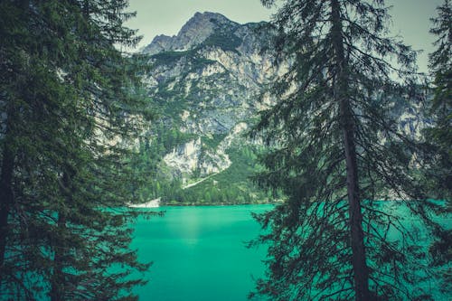 免费 湖和山附近的绿树 素材图片