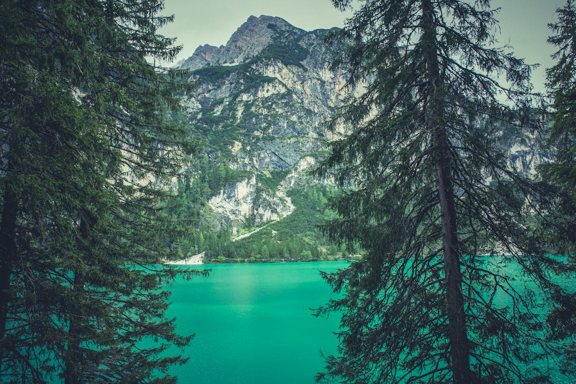 бесплатная Зеленые деревья возле озера и горы Стоковое фото
