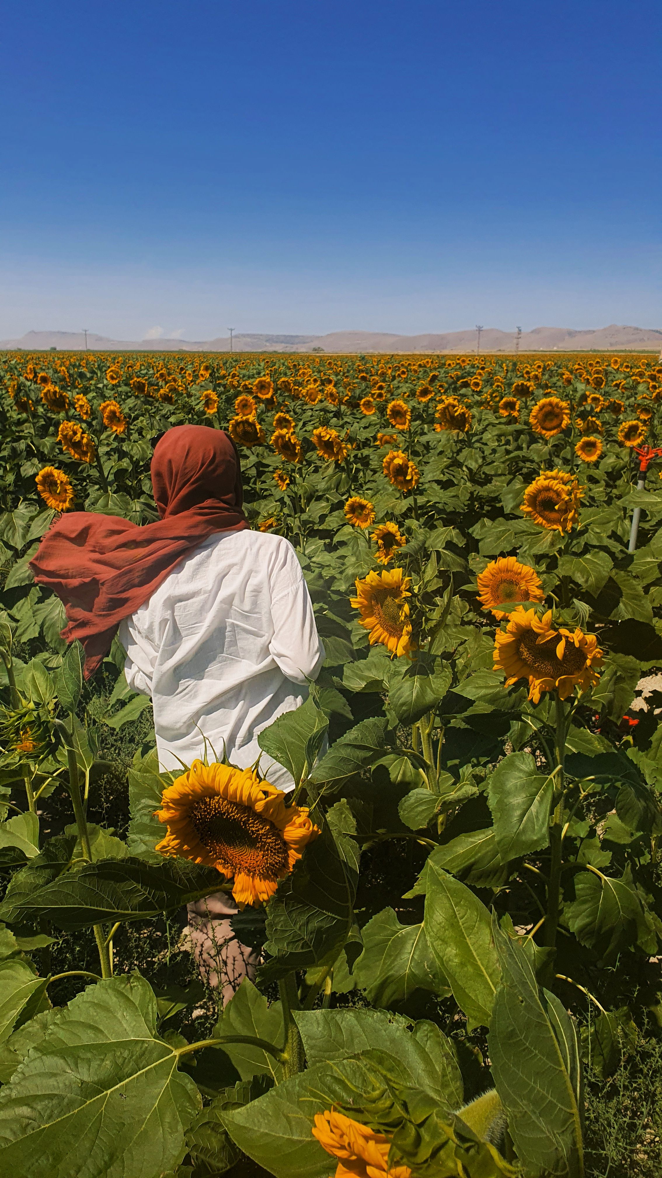 Woman in Hijab on Sunlit Field of Sunflowers · Free Stock Photo