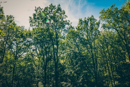 A scenic view of a vibrant green forest with tall trees under a bright sky.