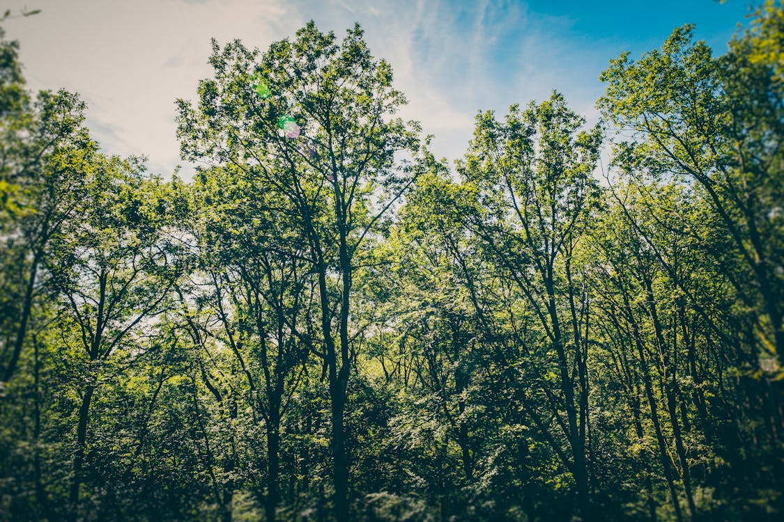 бесплатная Зеленые деревья под голубым небом Стоковое фото