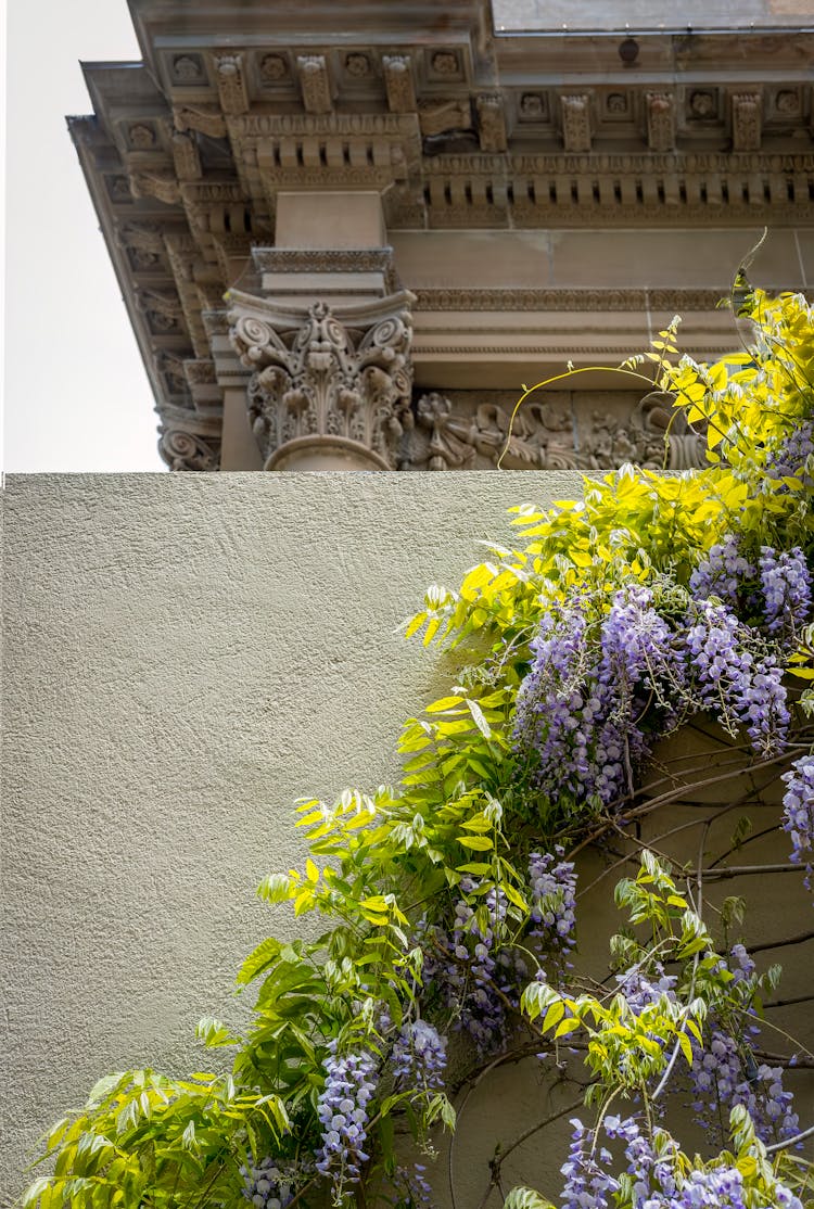 Ivy On Building Wall In Spring