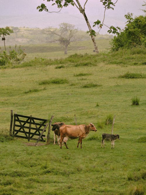 Cattle on Green Grassland