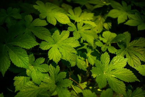 Free Close-up of vibrant green leaves in a sunlit forest, showcasing natural beauty. Stock Photo