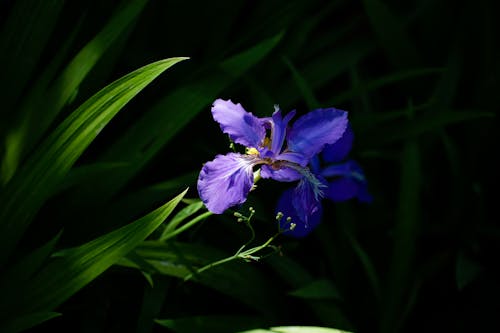 Free Close up of Iris Flowers Stock Photo