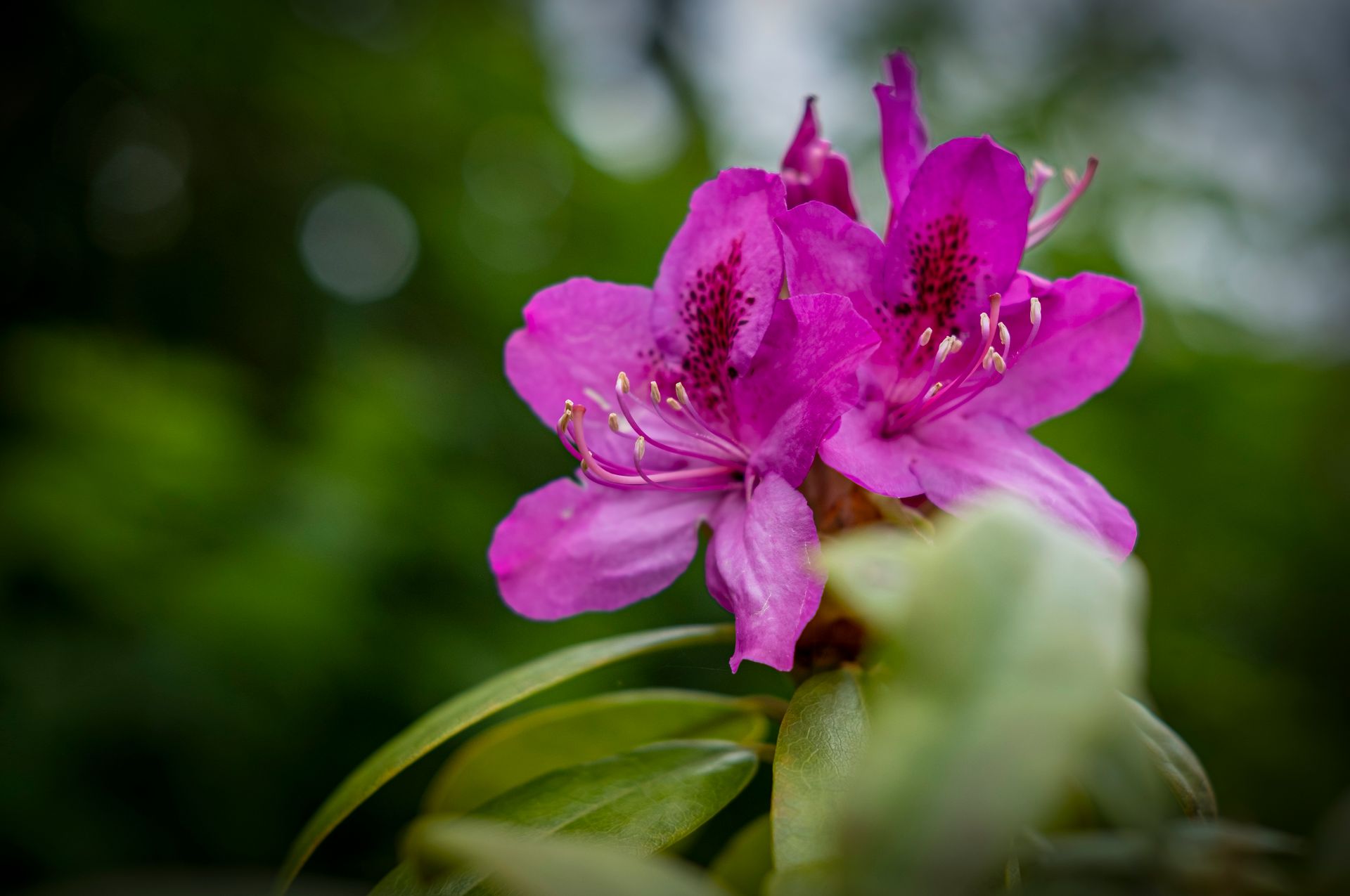 Close-up of vibrant pink azalea flowers blooming amidst lush green foliage, capturing the essence of spring.