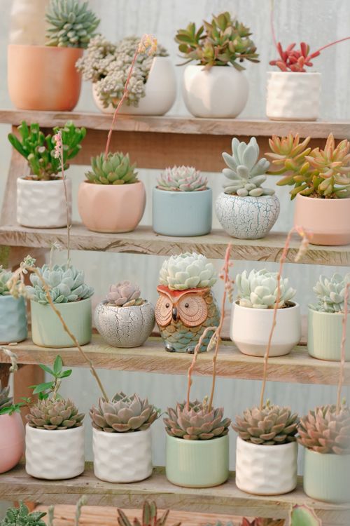 Free A charming display of various succulents in pastel pots on wooden shelves, perfect for indoor decor inspiration. Stock Photo