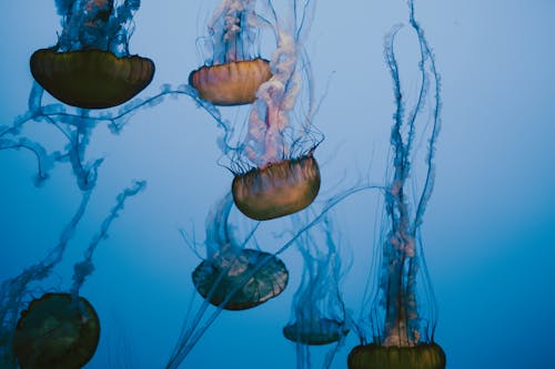 Fotobanka s bezplatnými fotkami na tému medúza, morský život, pod vodou