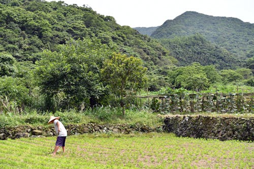 Foto profissional grátis de agricultor, área, arroz