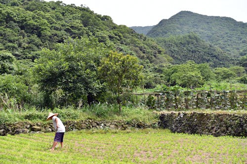 Foto d'estoc gratuïta de agricultor, arròs, camp