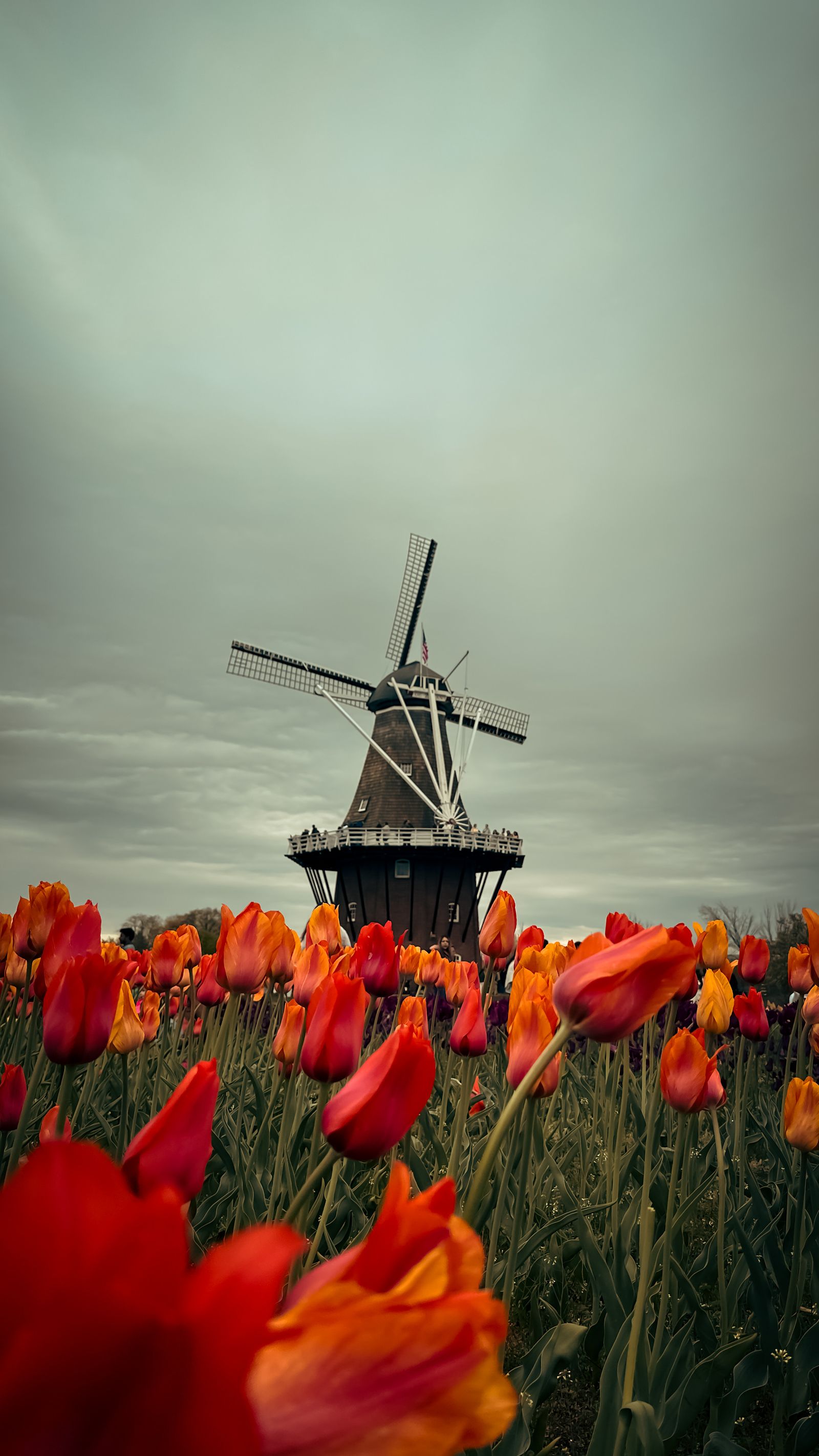A windmill standing in a field of tulips in bloom