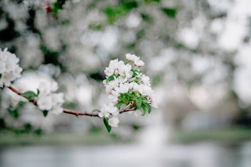 White Blossoms on Branch