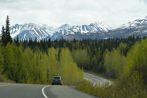 Immagine gratuita di auto, conifero, foresta