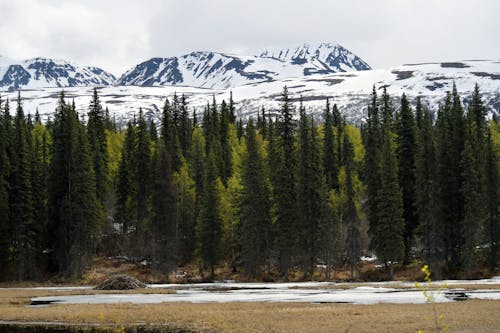 Evergreen Forest and Mountains in Snow behind