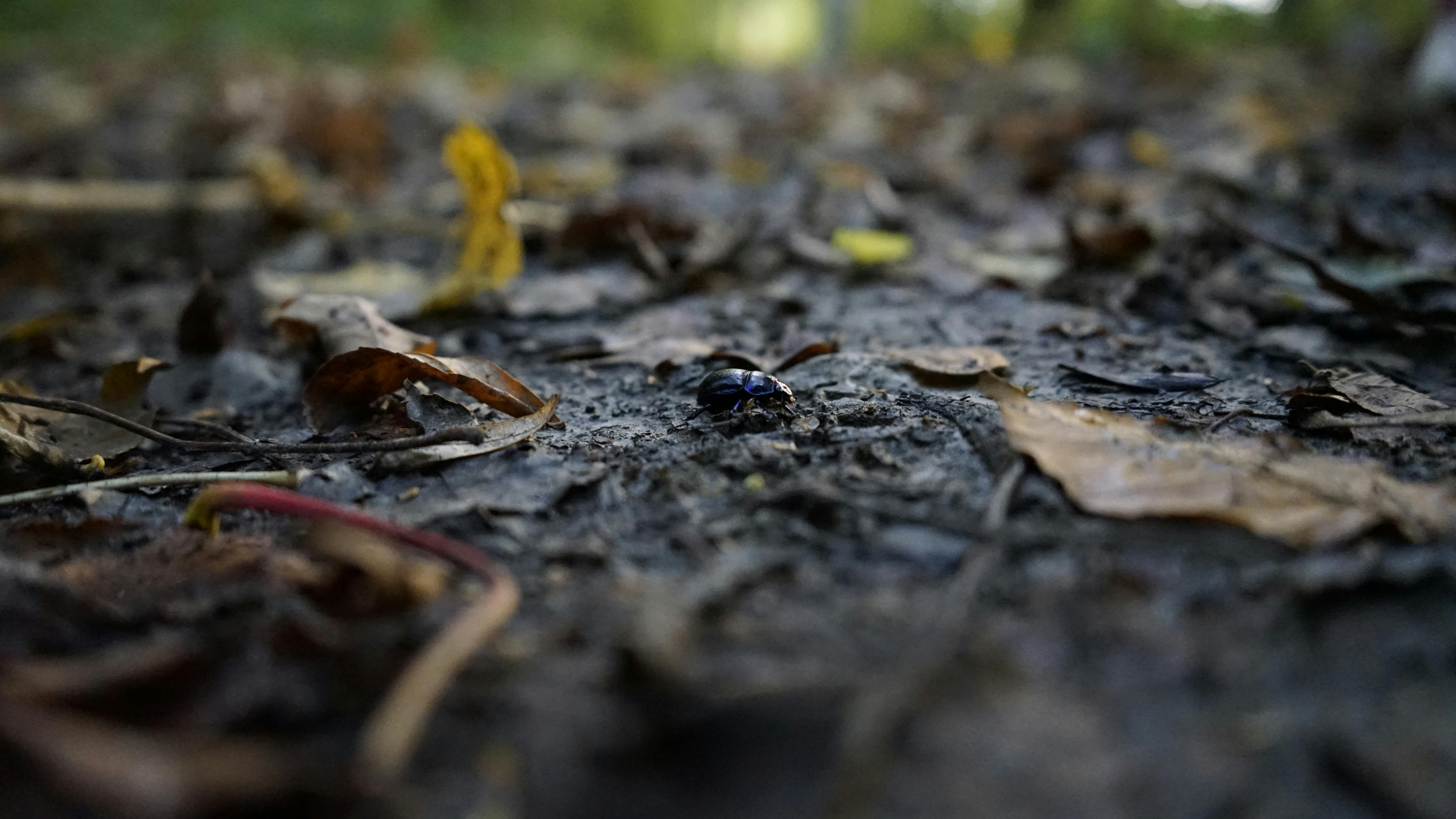 Free stock photo of Alone in the leaf Graveyard, forest, insect