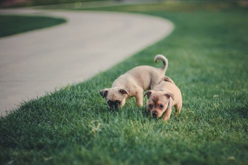 Free Two cute puppies playing on lush green grass outdoors, captured with Nikon D7100. Stock Photo