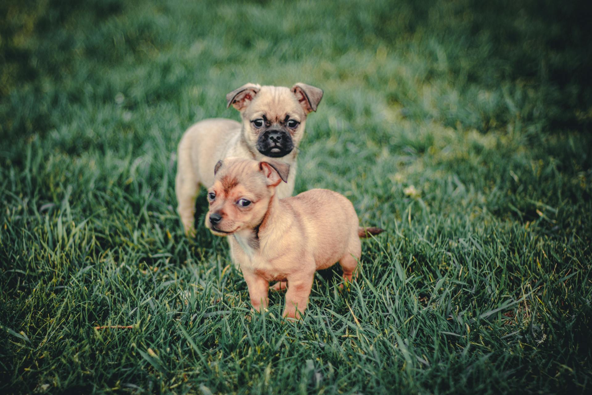 Close up of Puppies