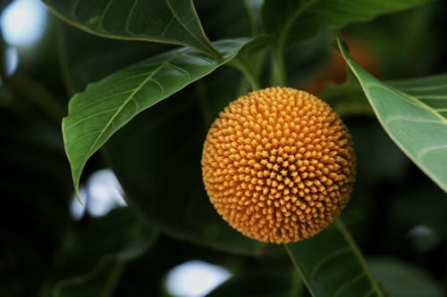 녹색, 상록 나무, 아시아 녹색 꿀벌 먹는 사람의 무료 스톡 사진