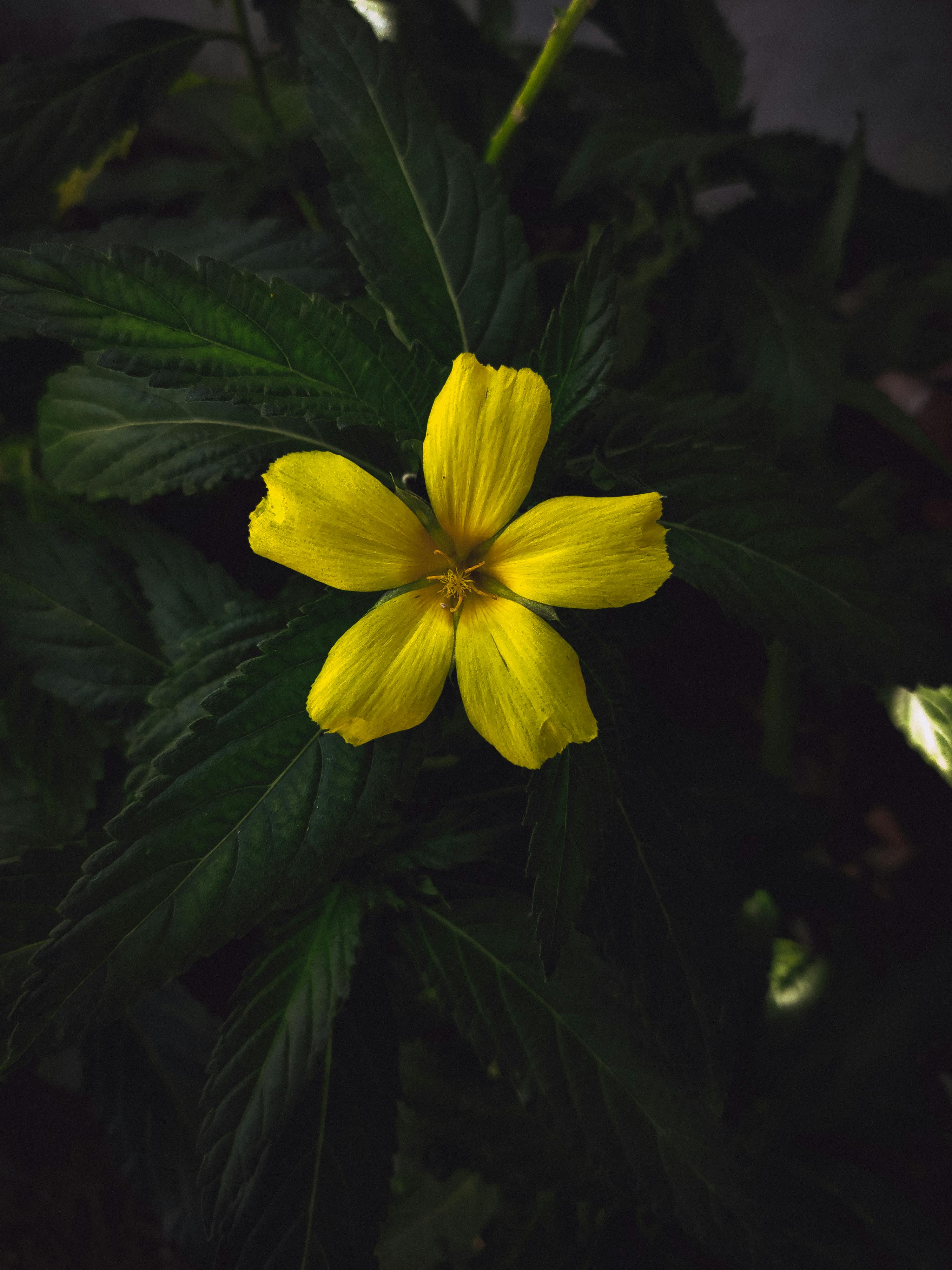 200.000+ Foto Wallpaper Bunga 4k Terbaik · Unduh Gratis 100% · Foto