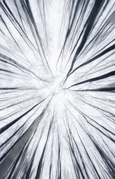 Ethereal view of tall bare trees reaching towards a bright cloudy sky.