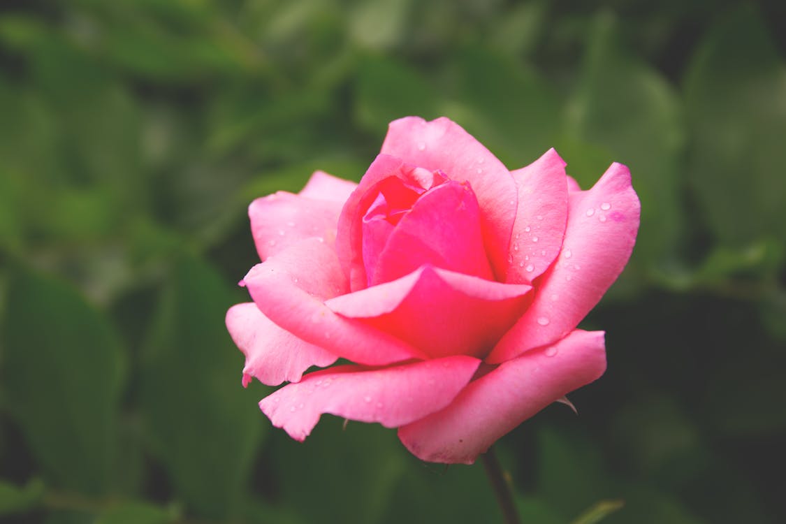 Selective Focus Photography of Pink Hybrid Tea Rose Flower in Bloom