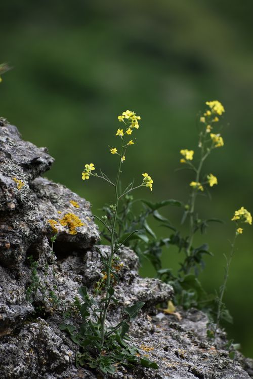 Free Vibrant yellow wildflowers growing amidst rugged rocks, showcasing nature's resilience. Stock Photo