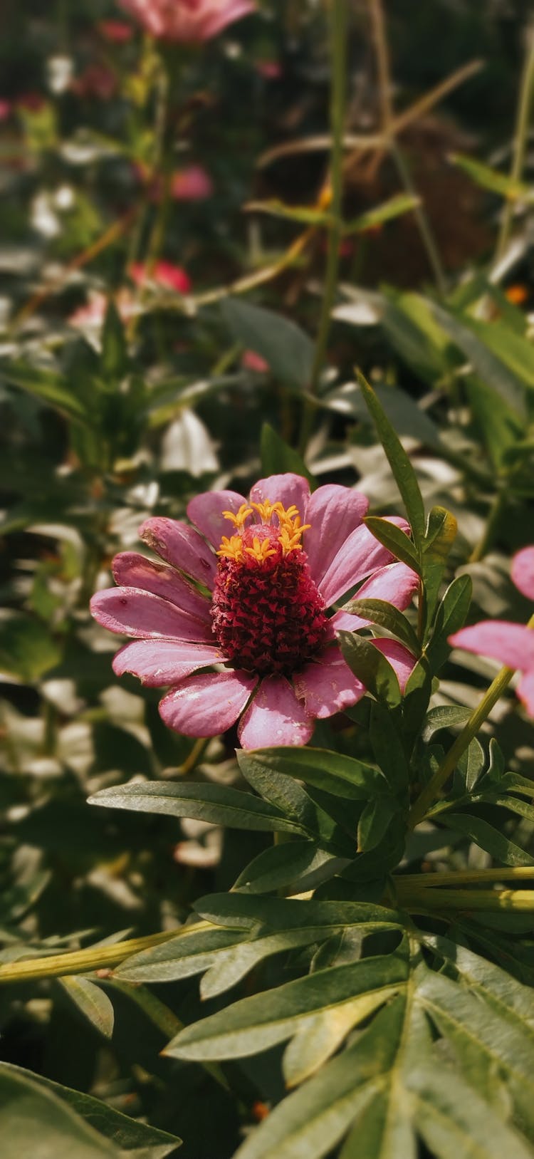 Decorative Flower In Garden