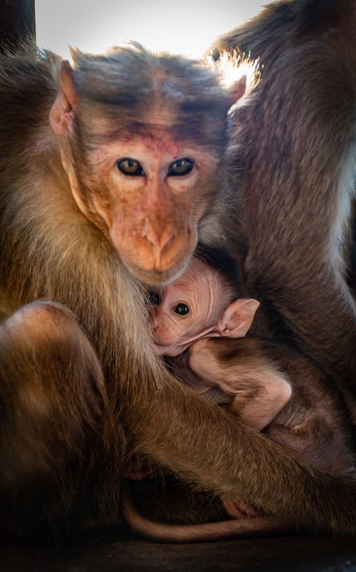 Free Close-up of a mother monkey hugging her baby, showcasing the bond and care in a natural setting. Stock Photo