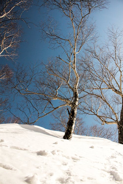 Free Birches in Snow Stock Photo