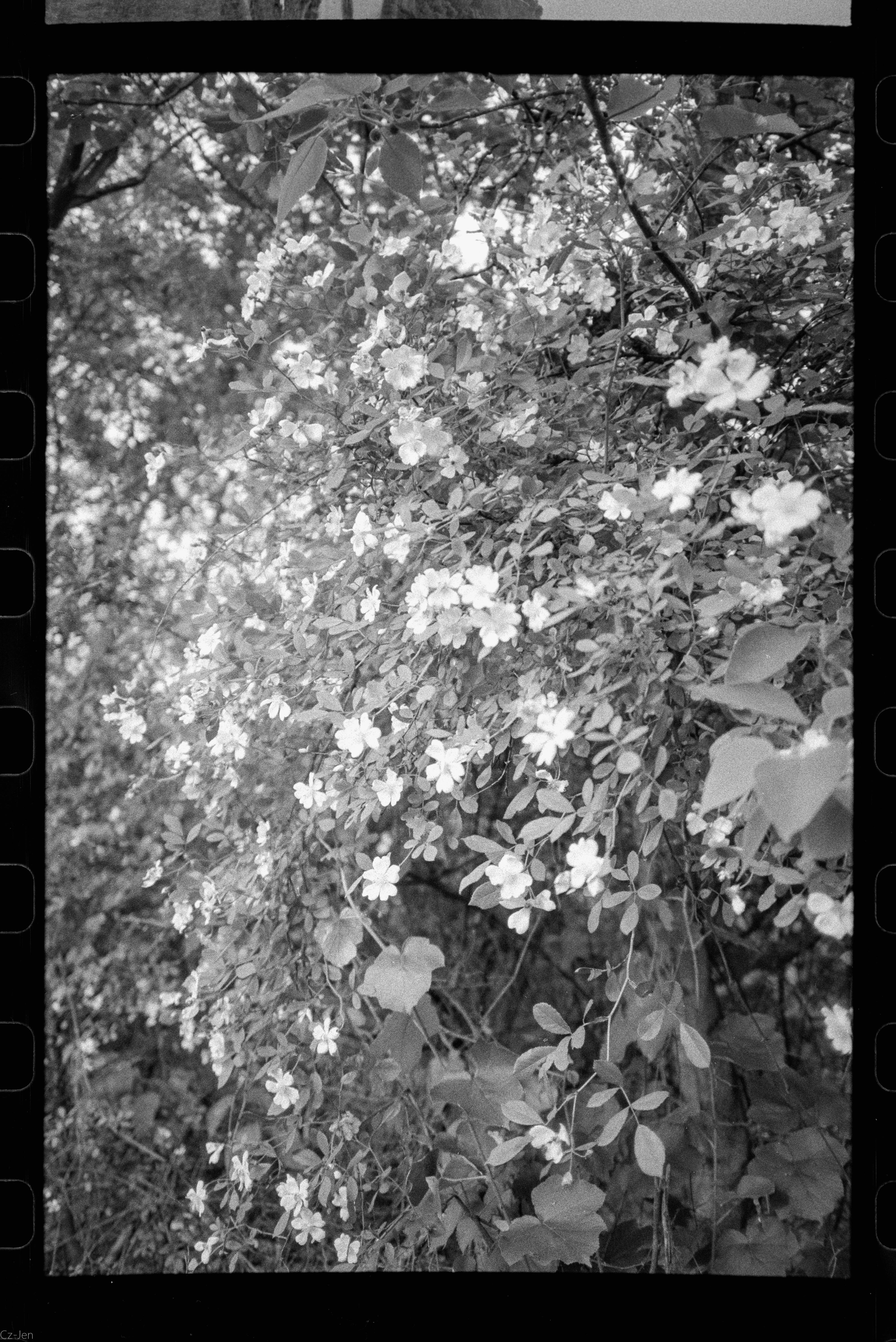 A black and white image showcasing a beautiful flowering branch, capturing nature's elegance.