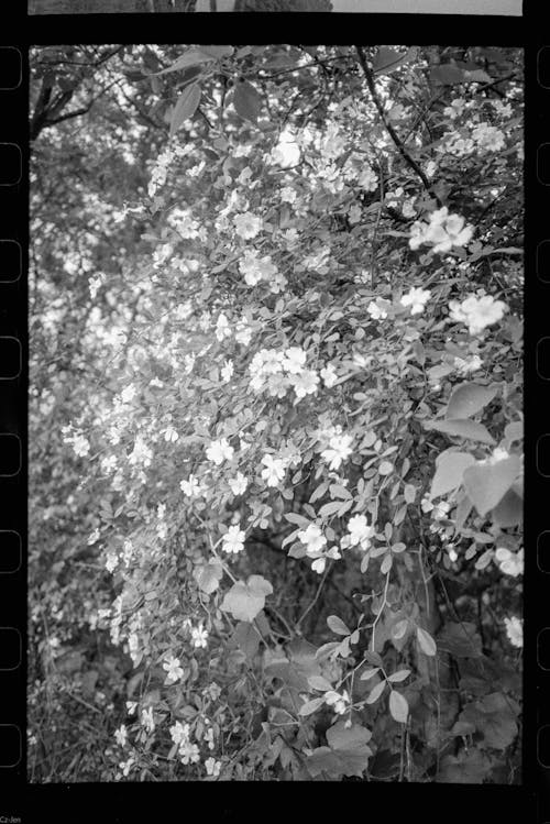black and white, flower, 分公司 的 免费素材图片
