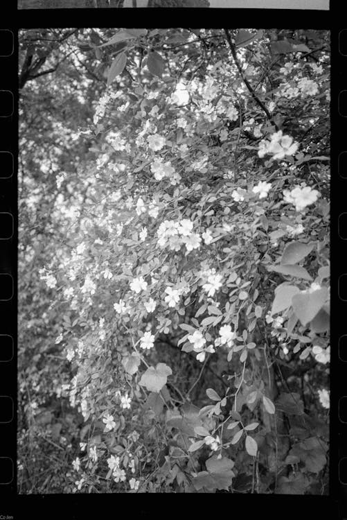 가지, 꽃, 블랙 앤 화이트의 무료 스톡 사진