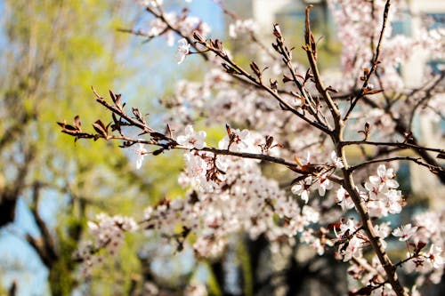 Cherry Blossoms on Branches