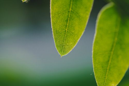 Free Explore the intricate veins and texture of green leaves in a detailed macro shot. Stock Photo