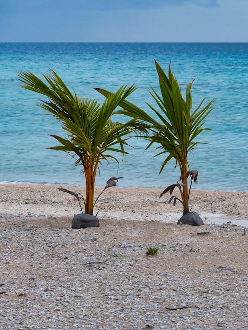 View Two Small Palm Trees on a Beach 
