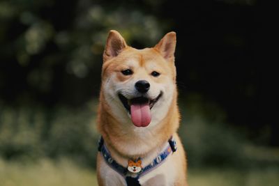 Shiba inu – hundras