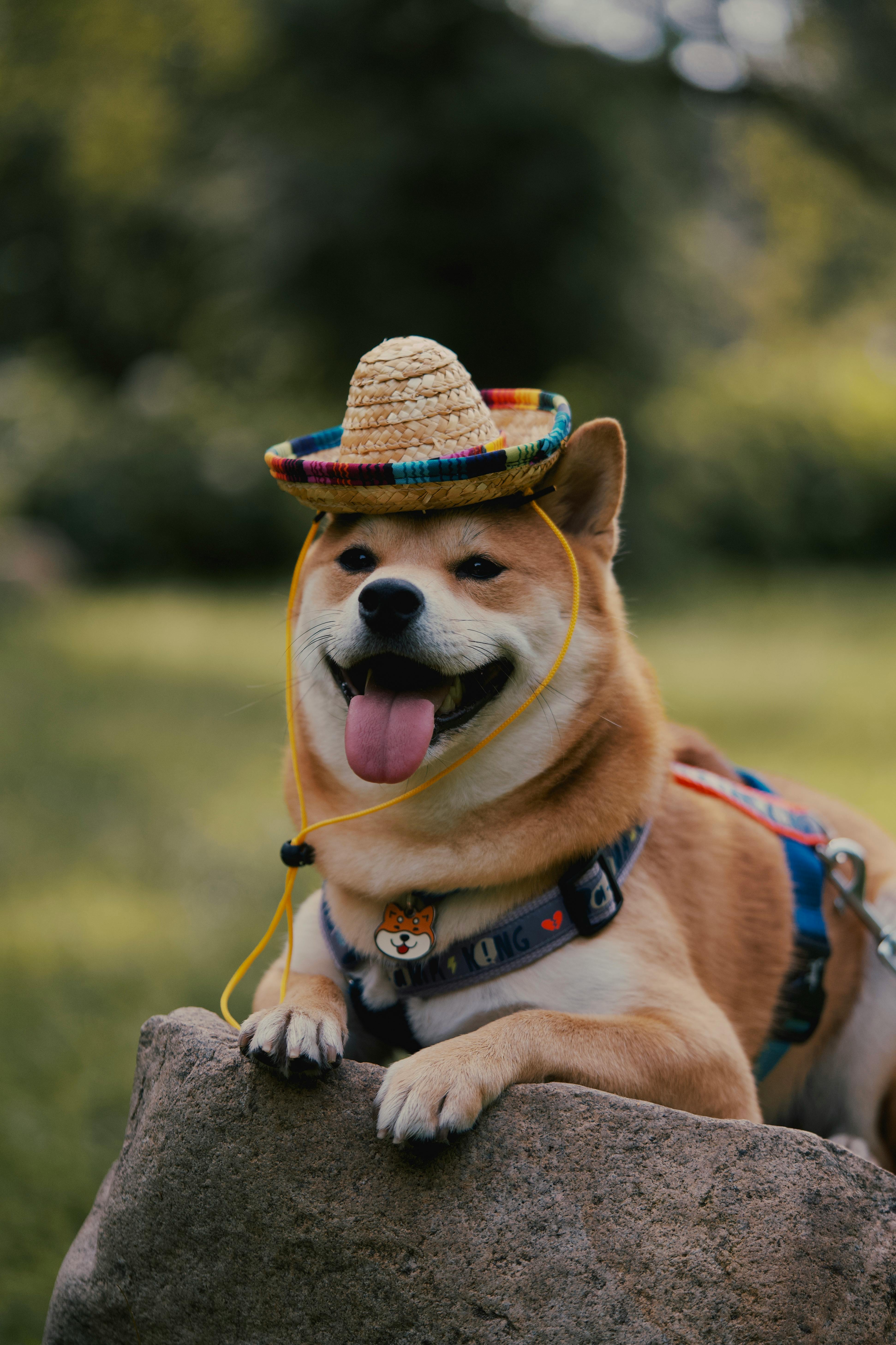 Shiba inu hotsell cowboy hat