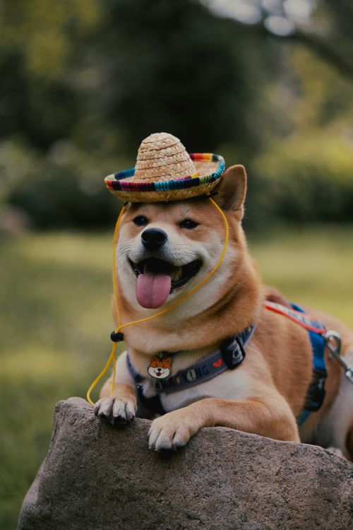 Free Adorable Shiba Inu dog wearing a small hat and smiling outdoors, perfect for playful stock photos. Stock Photo
