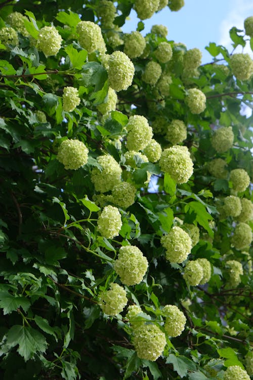 Close-up of Shrub with White Flowers 